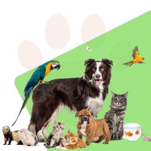 Pet shop e Veterinários